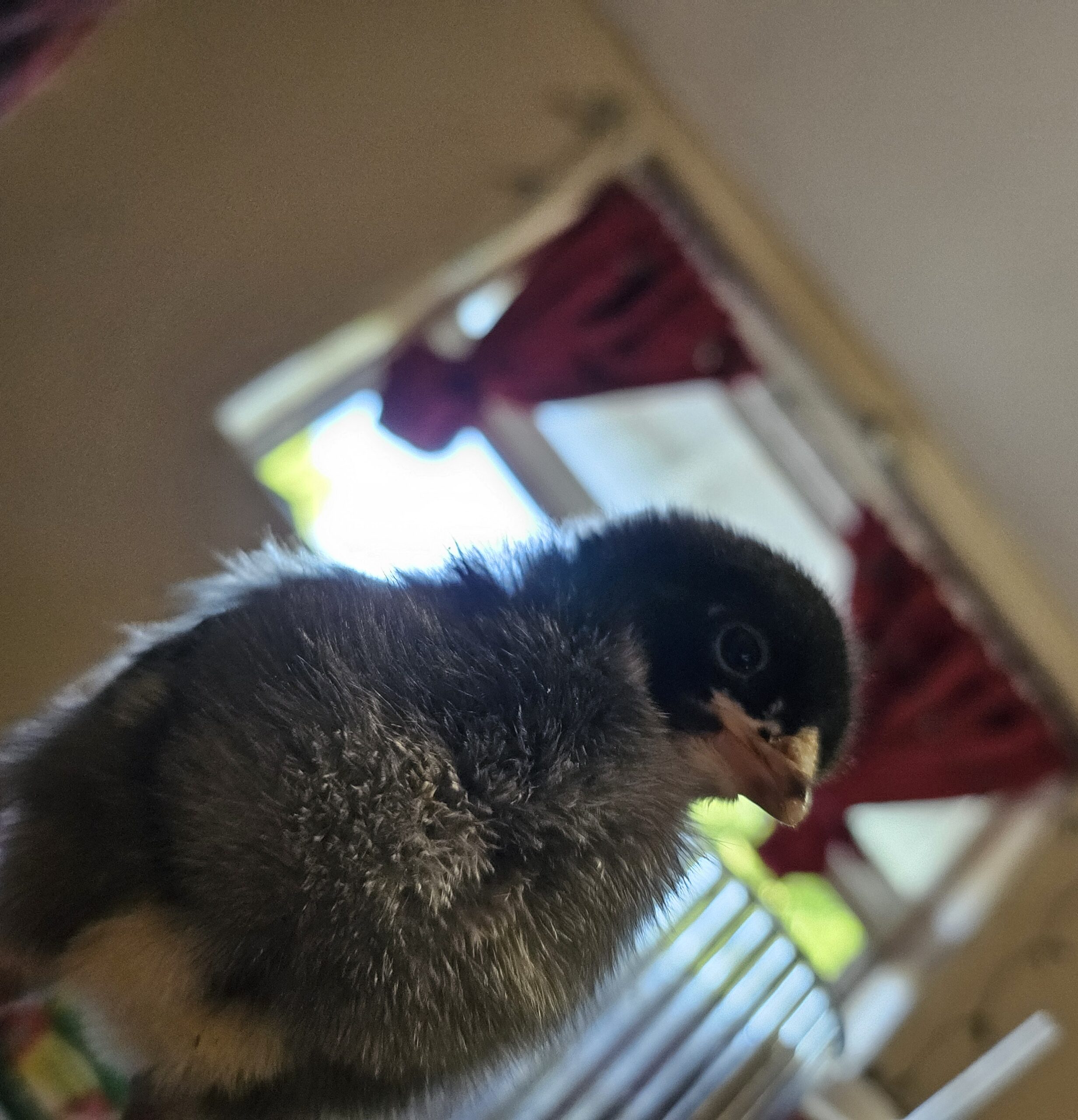 Fresh eggs!