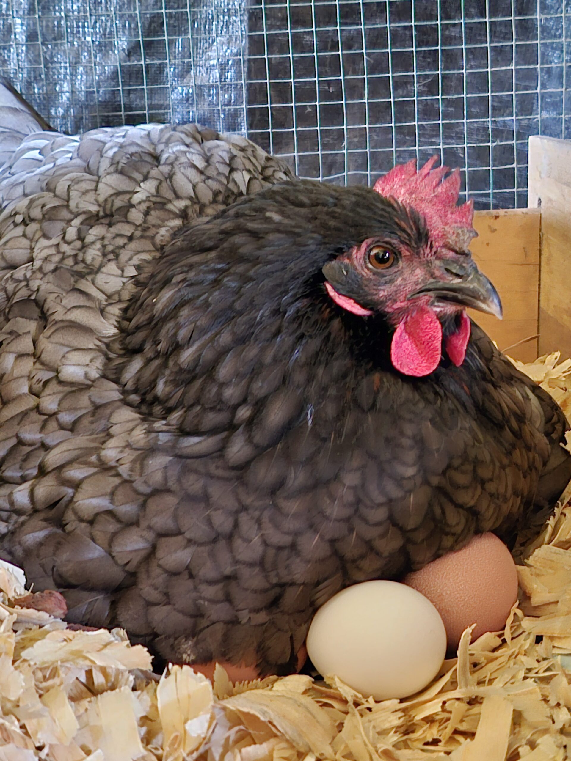Fresh eggs!